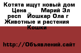 Котята ищут новый дом › Цена ­ 1 - Марий Эл респ., Йошкар-Ола г. Животные и растения » Кошки   